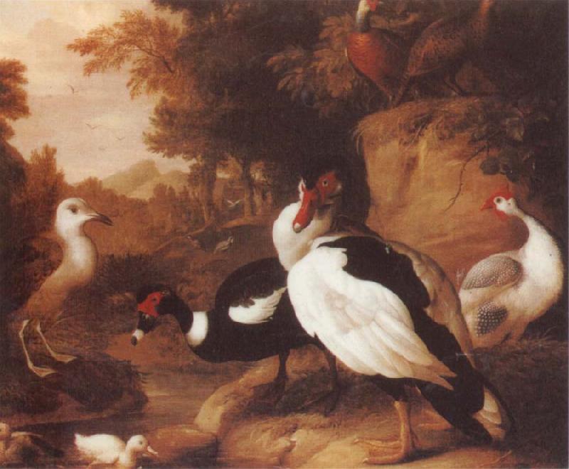 Jakob Bogdani Wild Ducks France oil painting art